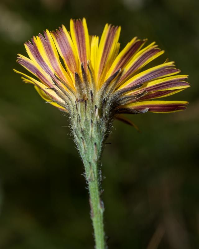 Scorzoneroides autumnalis / Dente di leone ramoso